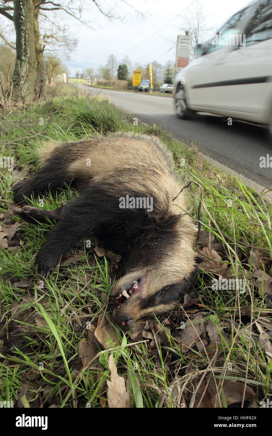 Eurasian Badger (Meles meles), a victim of roadkill, lying by the roadside as a car drives past Stock Photo