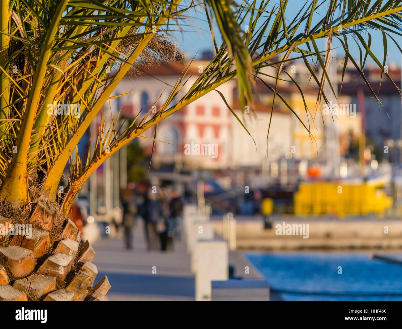 Porec in Istria Croatia riva palm tree Stock Photo
