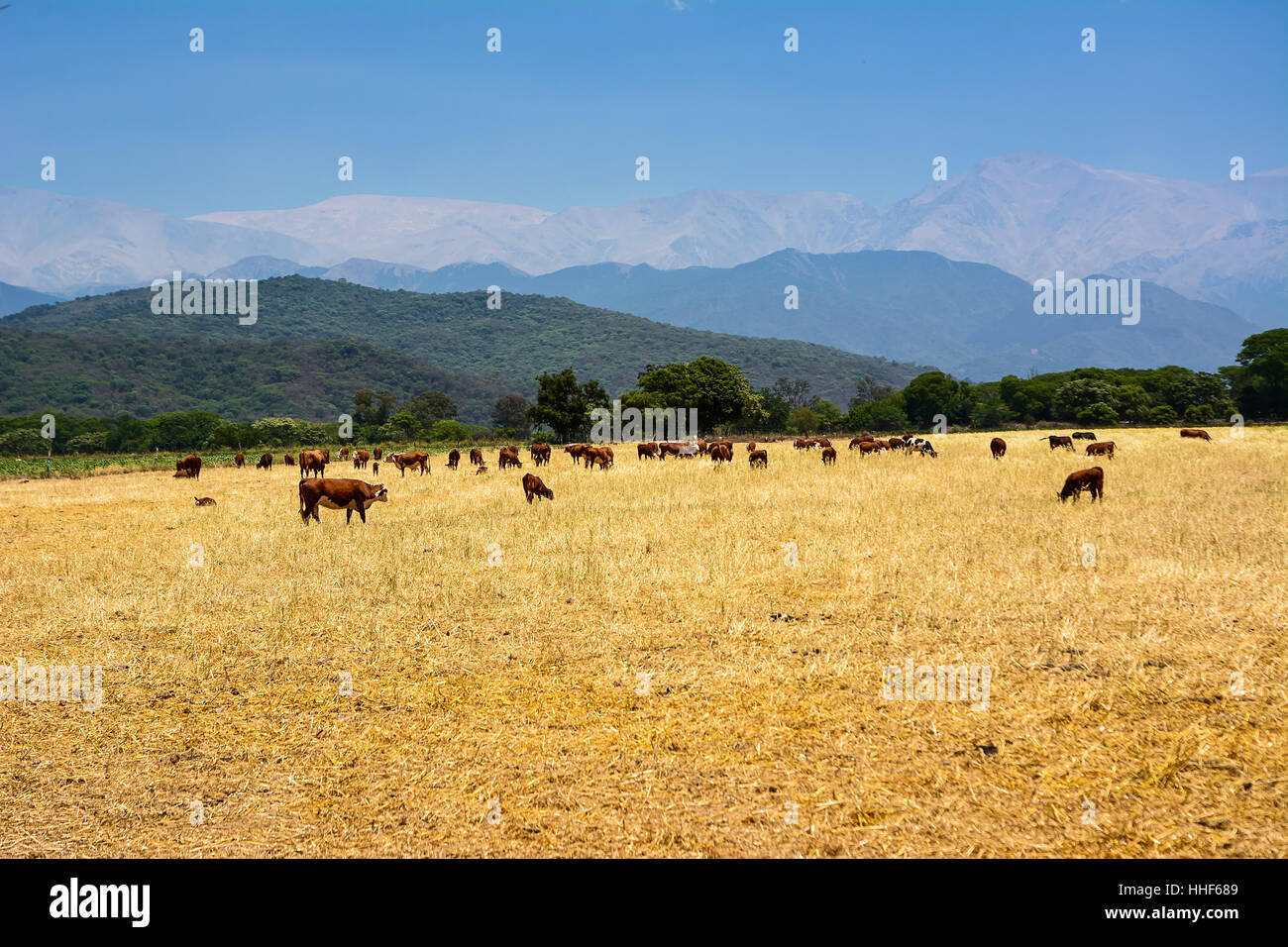 cattle ruminating in the field at the base of the Andes. Stock Photo