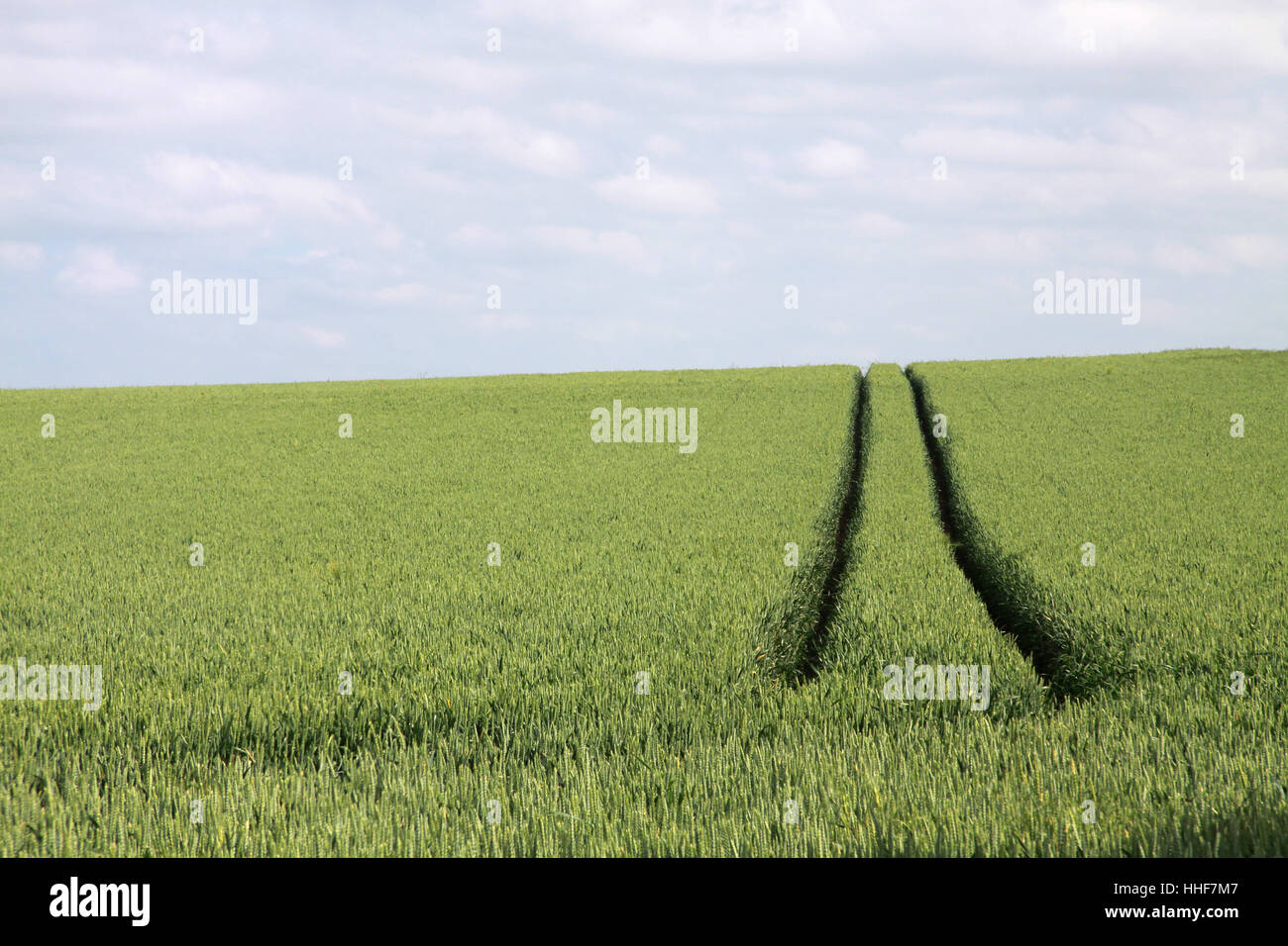 food, aliment, agriculture, farming, field, grain field, culture ...