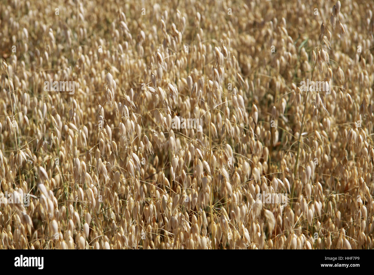 food, aliment, agriculture, farming, field, grain field, culture landscape, Stock Photo