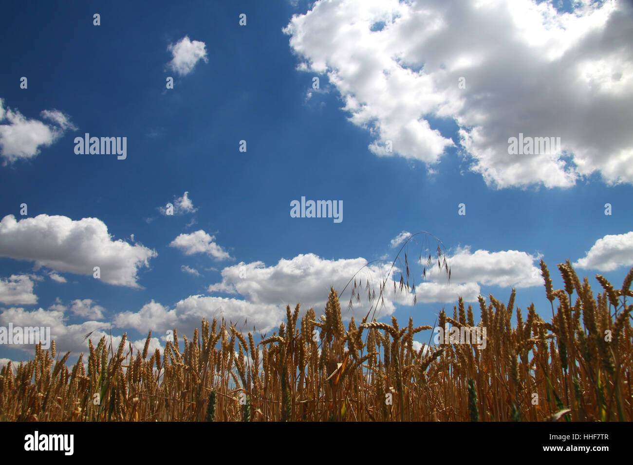 food, aliment, agriculture, farming, field, grain field, culture ...