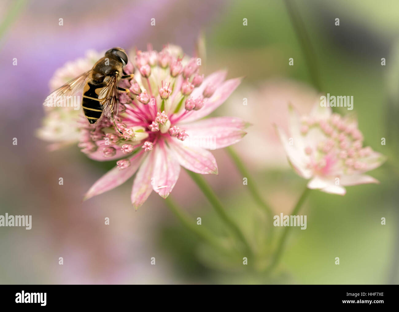Macro of a stripey hoverfly resting on a pink flower in a herbaceous border Stock Photo