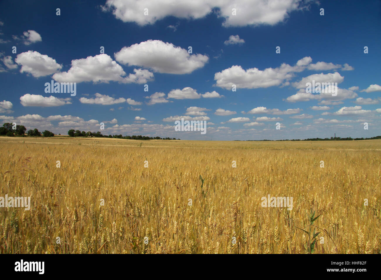 food, aliment, agriculture, farming, field, grain field, culture ...