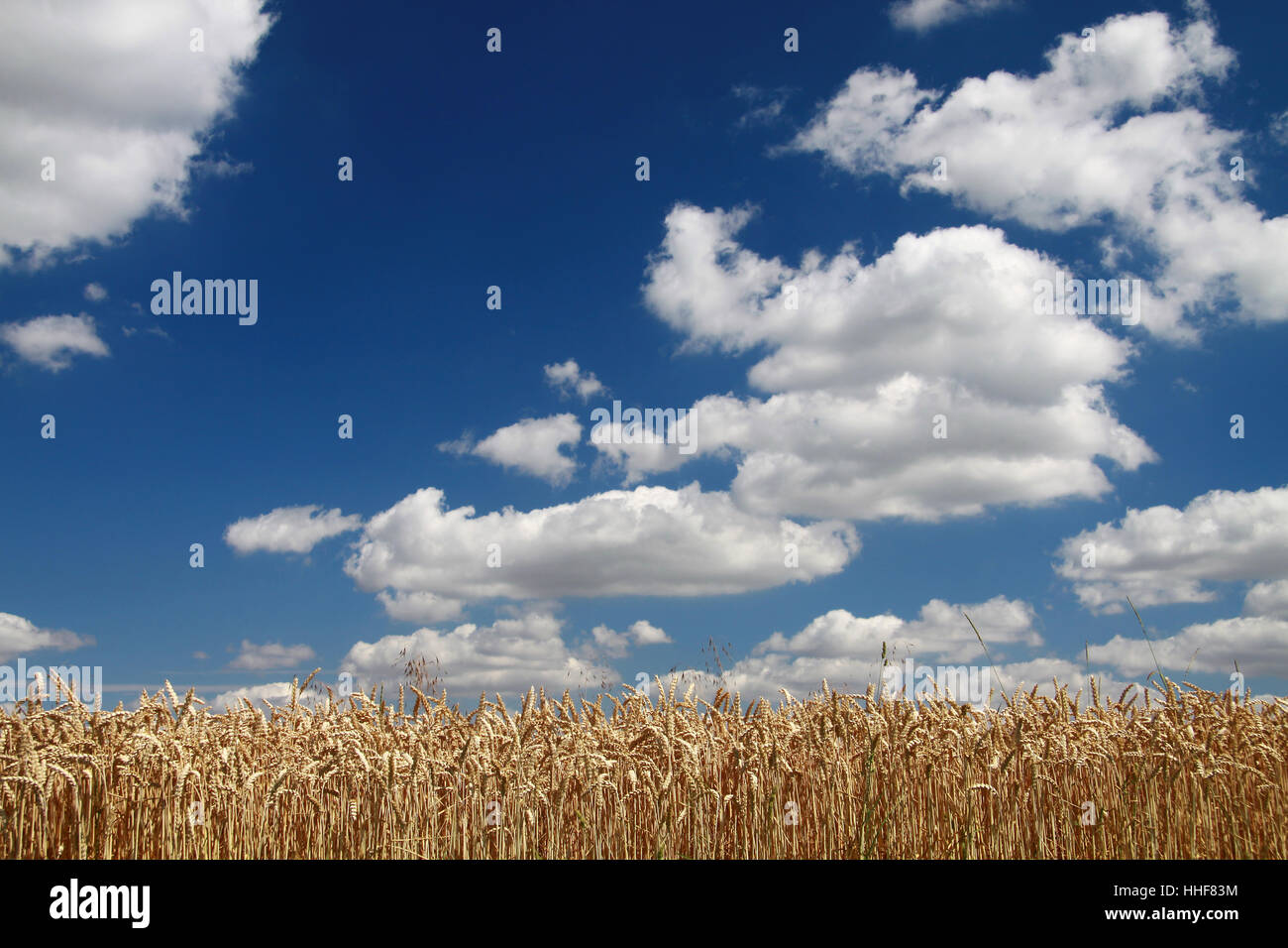 food, aliment, agriculture, farming, field, grain field, culture landscape, Stock Photo