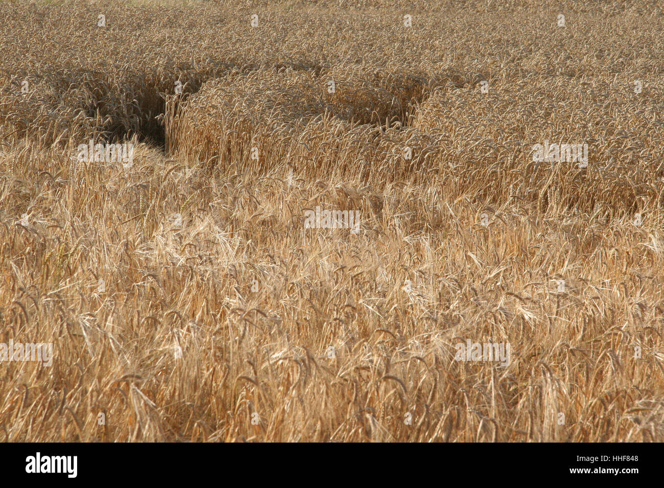 food, aliment, agriculture, farming, field, grain field, culture ...