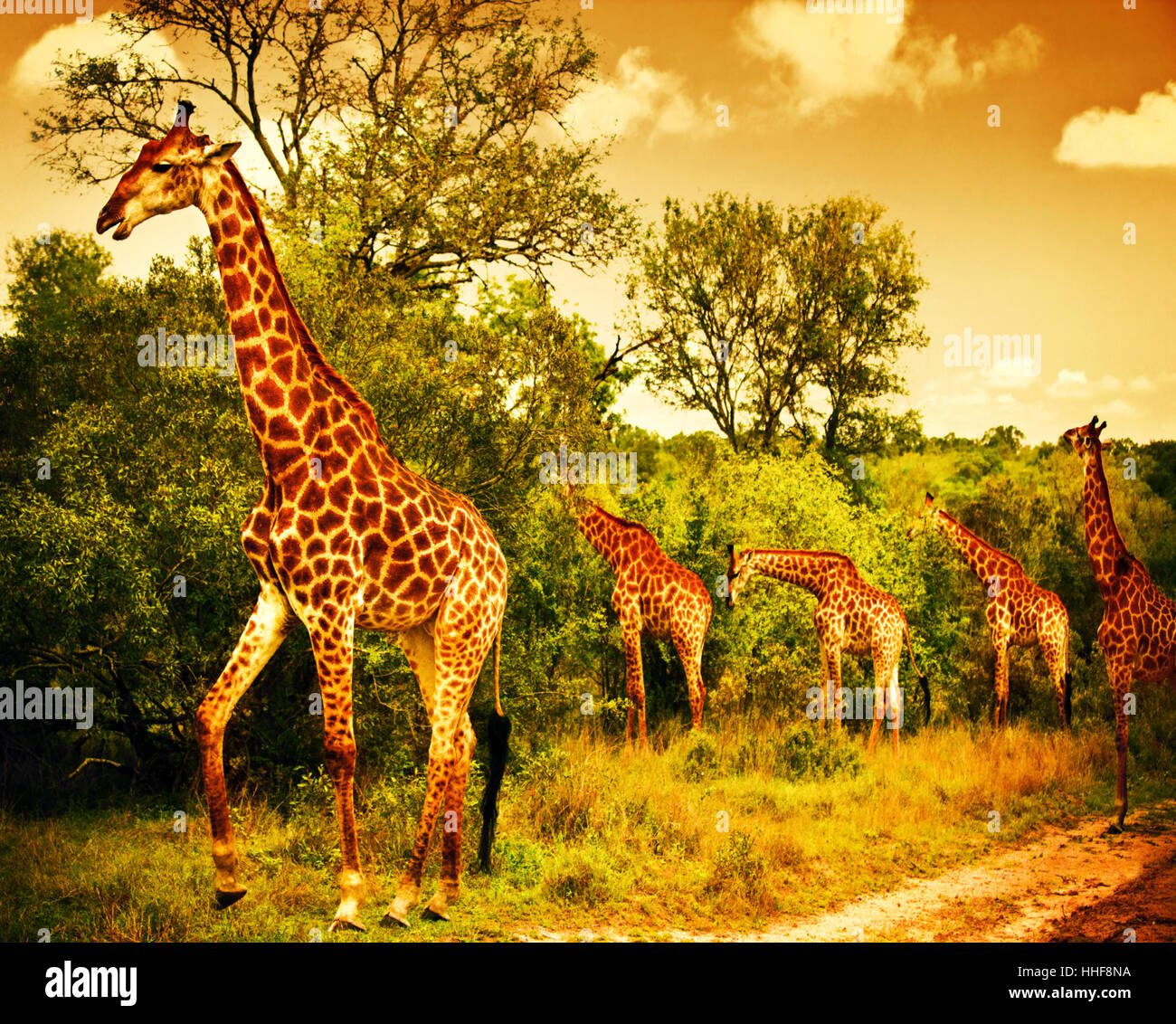 travel, africa, kenya, animals, wildlife, safari, giraffe, nature, walk, go  Stock Photo - Alamy