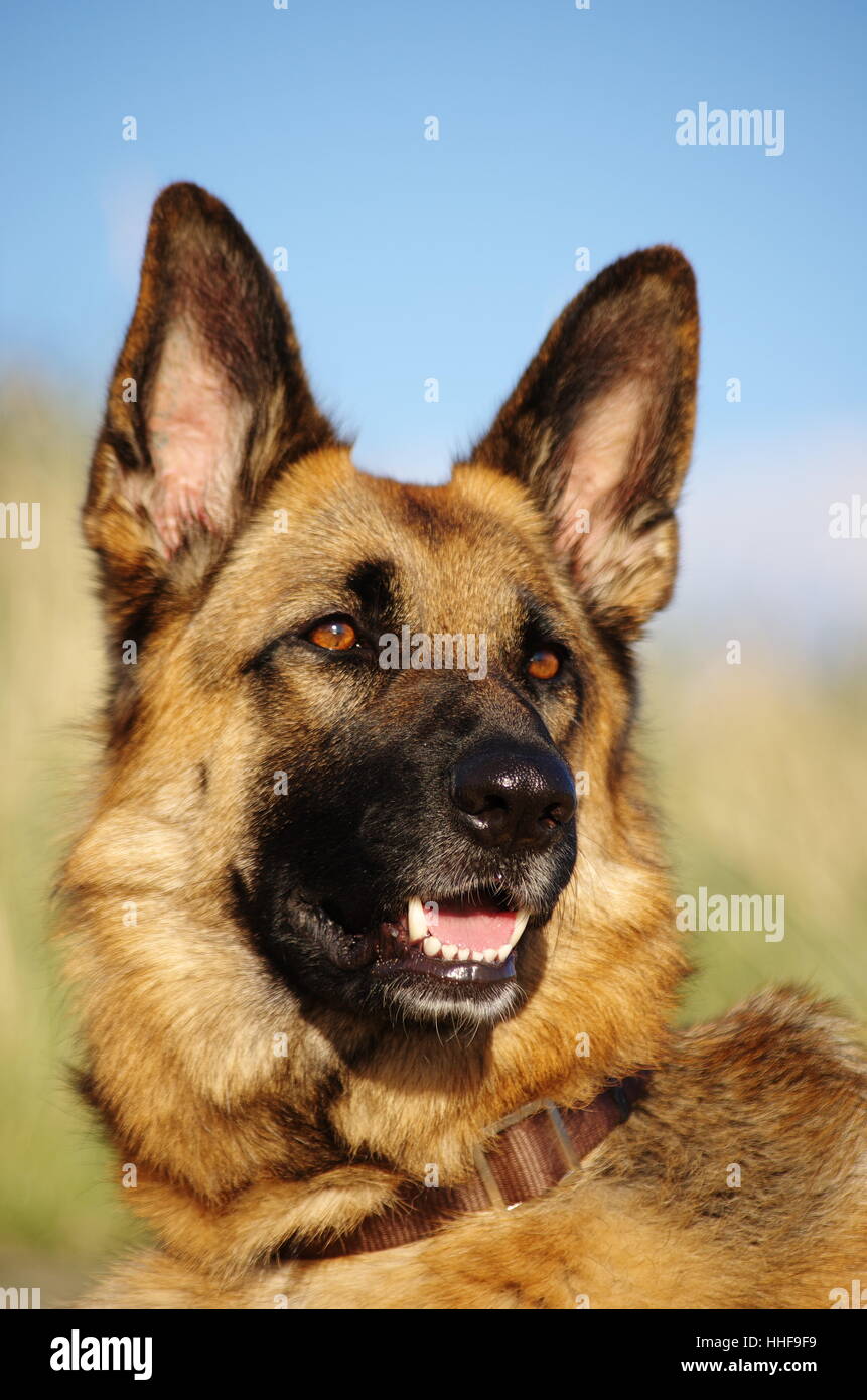 portrait, friendly, kind, dog, german sheperd, german sheperd dog ...