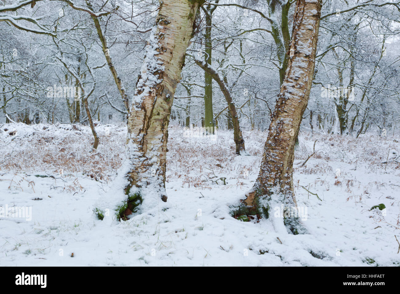 Downy Birch trees, Latin name Betula pubescens, with a light covering of snow in the North York Moors national park Stock Photo