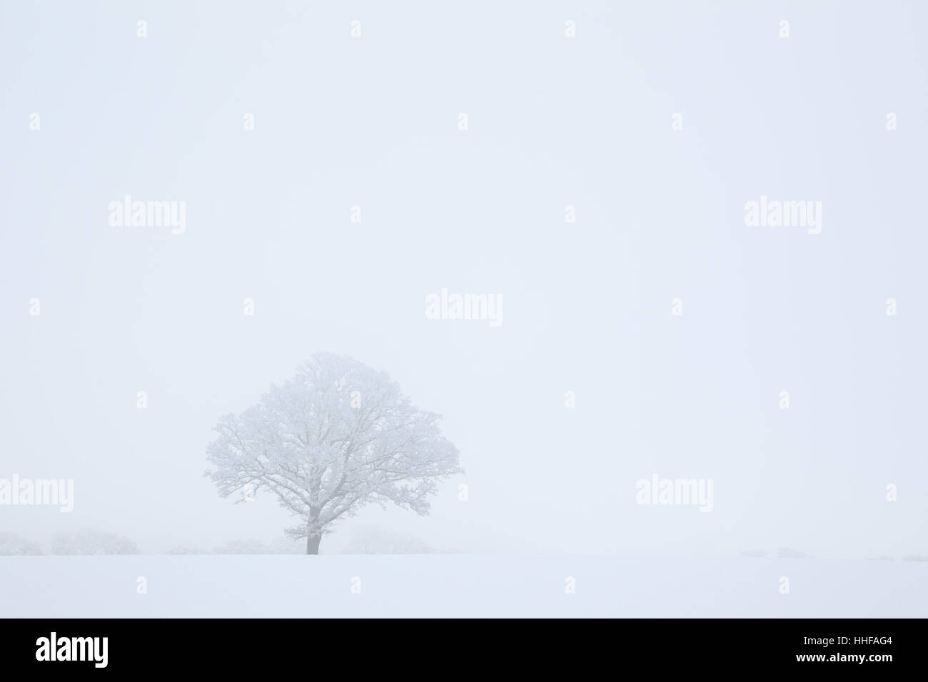 High key snow covered tree in a winter snow shower Stock Photo