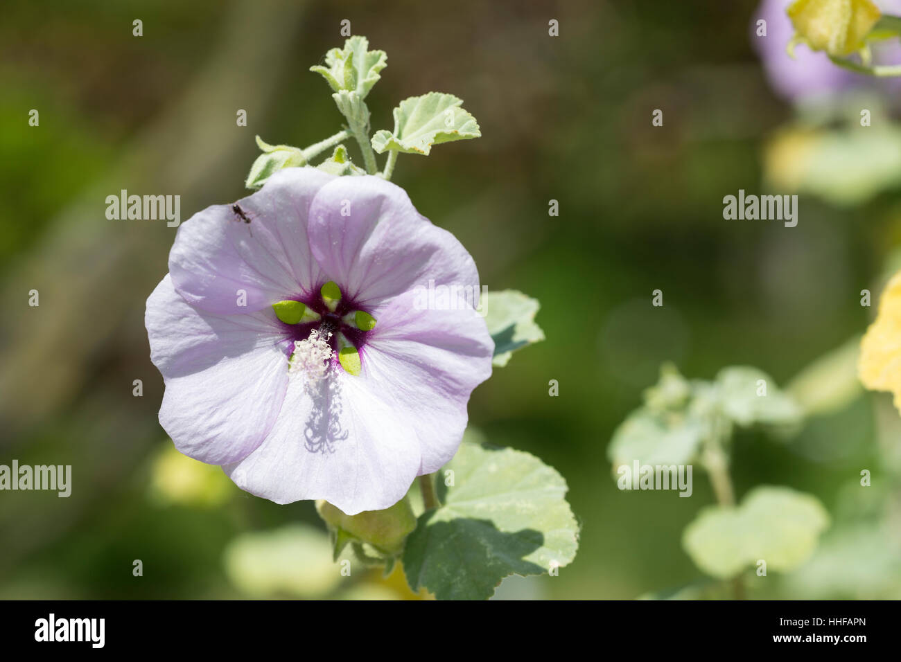 Mittelmeer-Buschmalve, Buschmalve, Busch-Malve, Strauchmalve, Strauchpappel, Bechermalve, Lavatera maritima, tree mallow Stock Photo