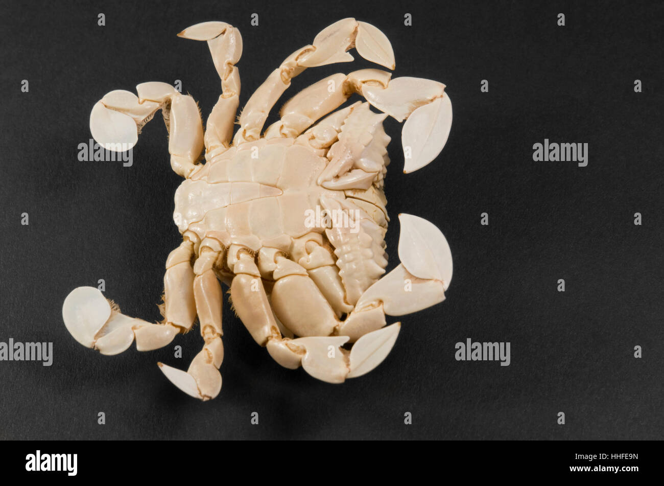 Underside of body hi-res stock photography and images - Alamy
