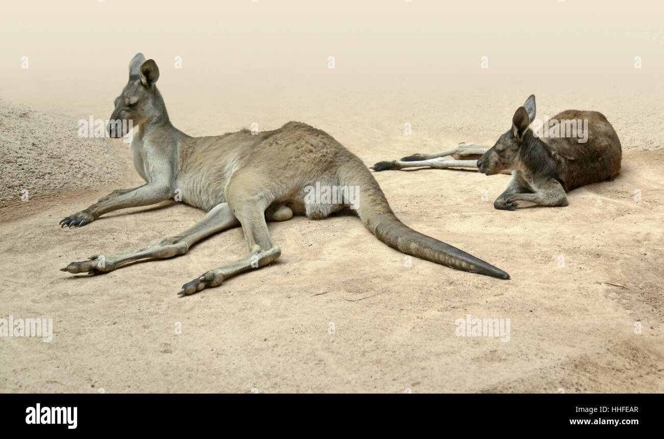 some kangaroos resting on the ground in sandy gravel anbiance Stock Photo