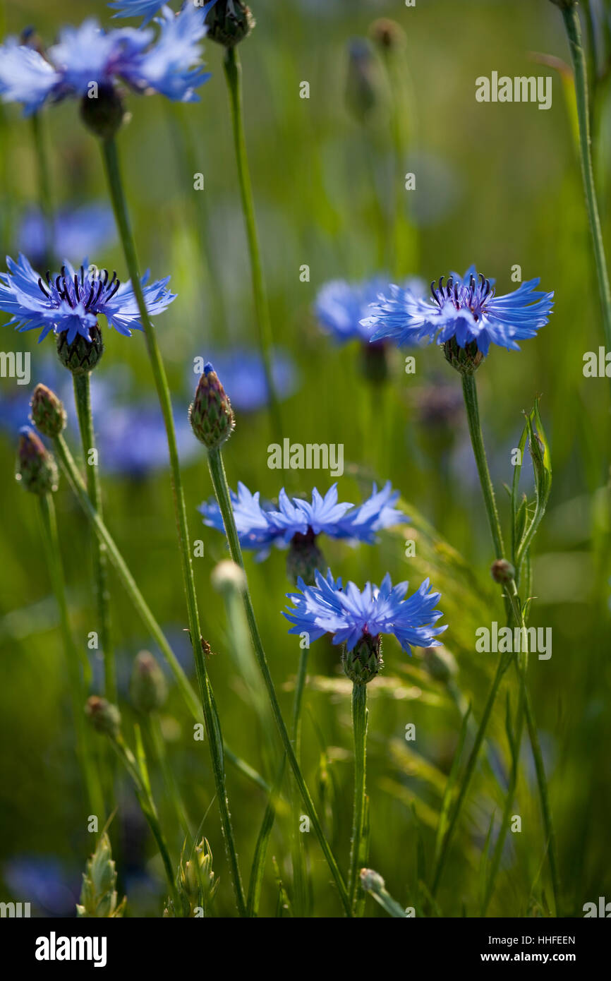 blue, flower, plant, weed, cereal, bluebottle, cornflower, grain, blue, single, Stock Photo
