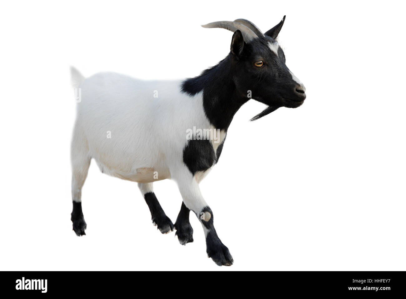 beautiful goatee in front of white background Stock Photo - Alamy