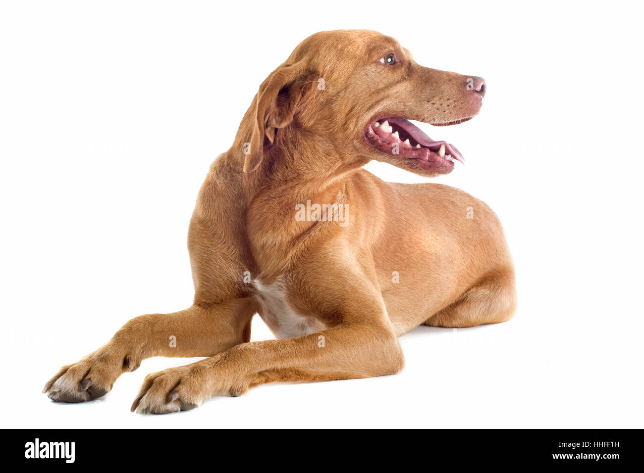 isolated, brown, brownish, brunette, pointer, dog, studio, one, cut out, Stock Photo