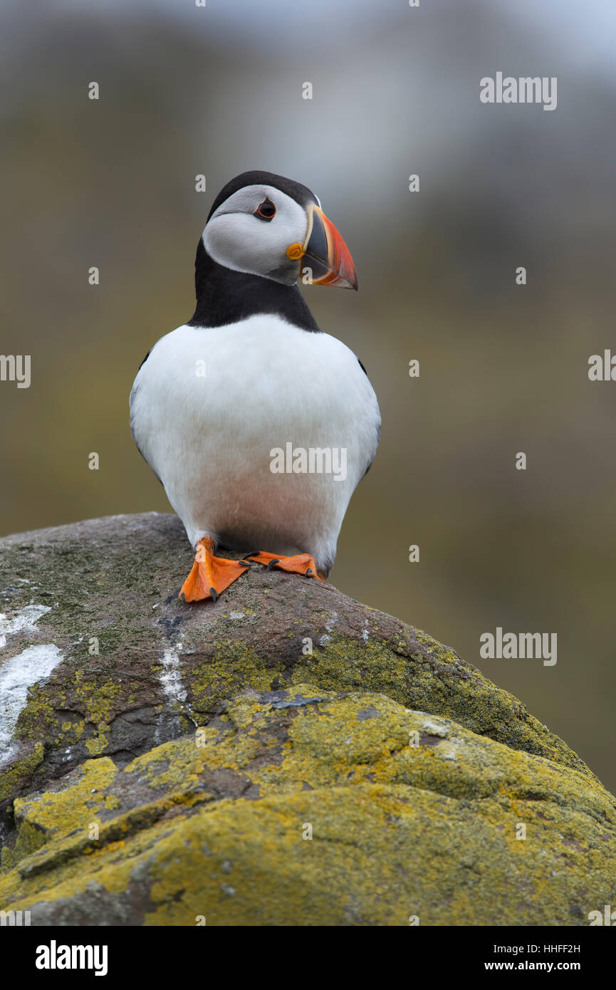 Atlantic Puffin (Alca arctica) Stock Photo