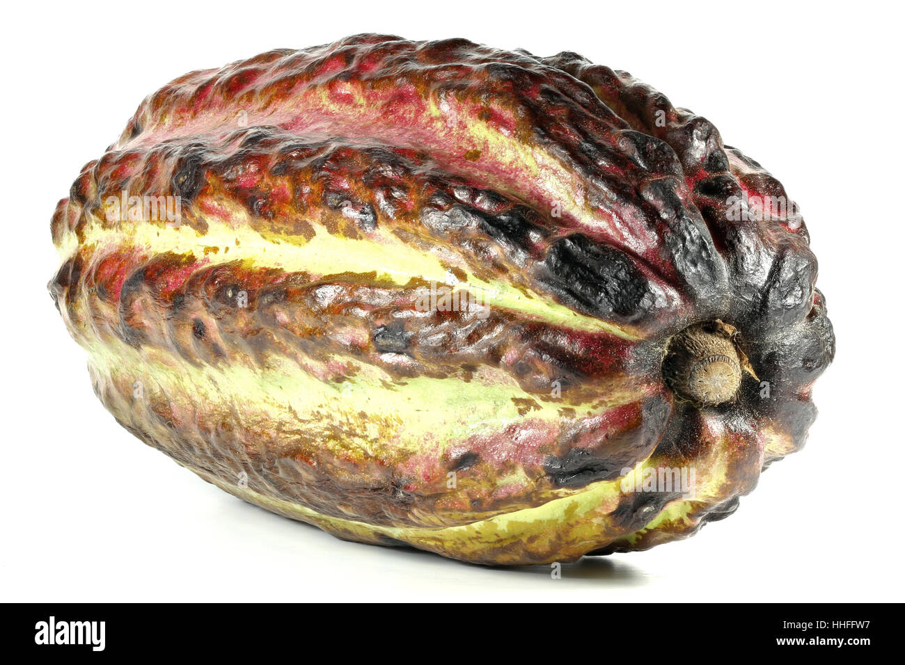 cacao fruit isolated on white background Stock Photo
