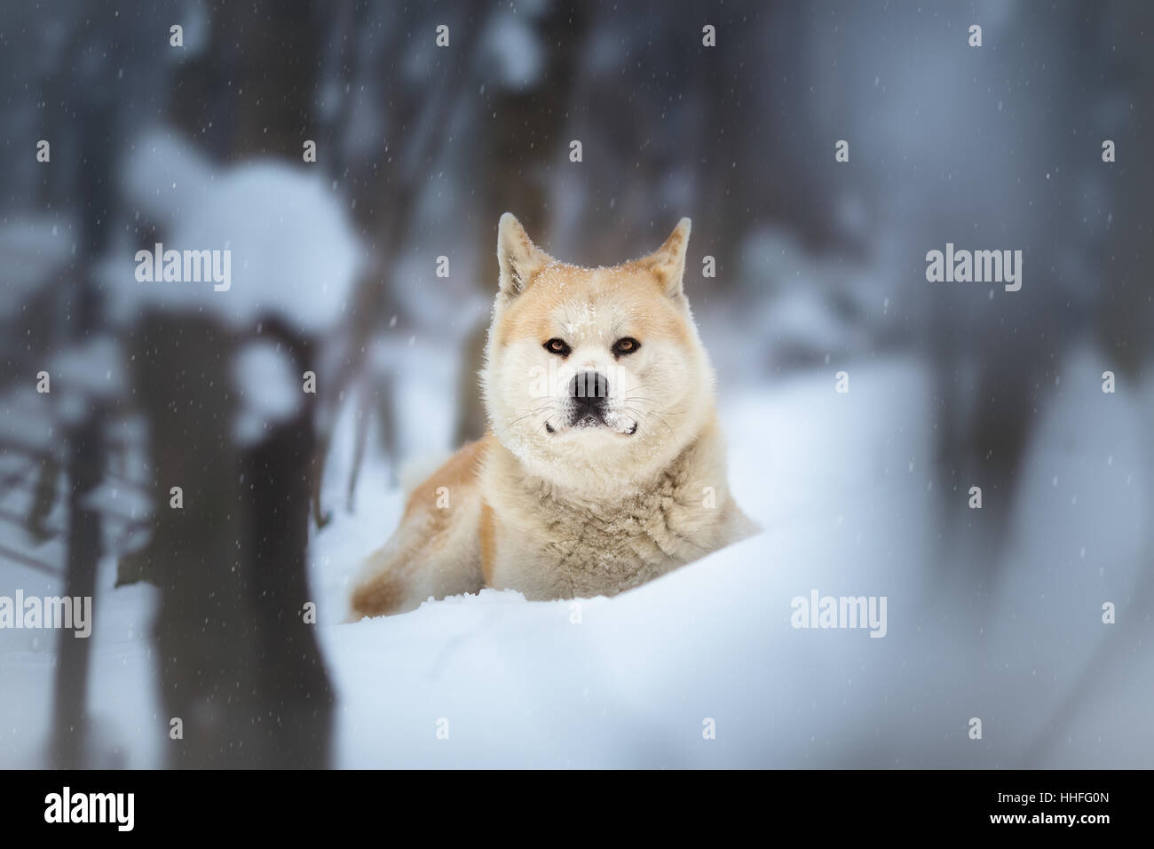 ínu hi-res stock photography and images - Alamy