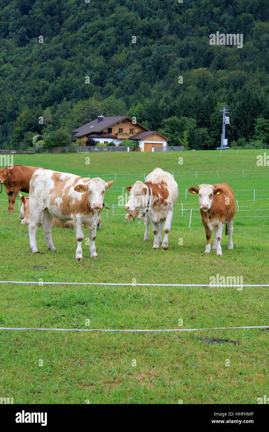 mountains, agriculture, farming, europe, cow, bovine, cows, cattle, mountain, Stock Photo