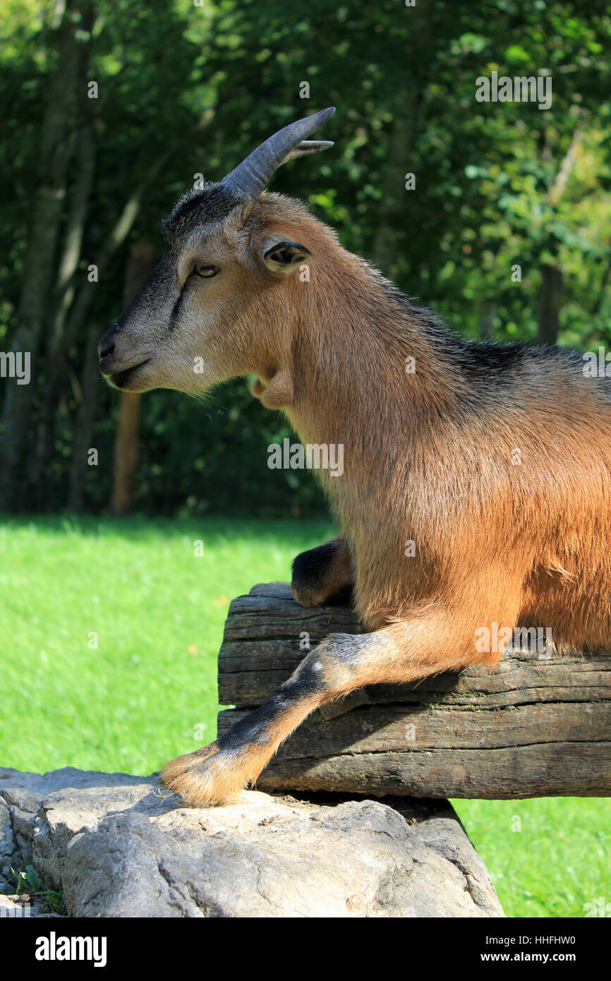 agriculture, farming, austrians, goat, goats, farm animal, fawn, mammal, wild, Stock Photo