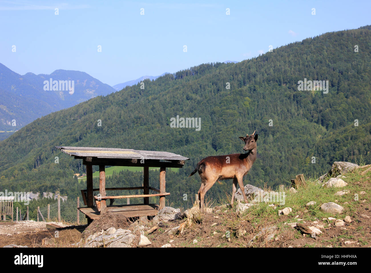 mountains, ruminant, fallow deer, mountain, mountains, mammal, wild, hunter, Stock Photo