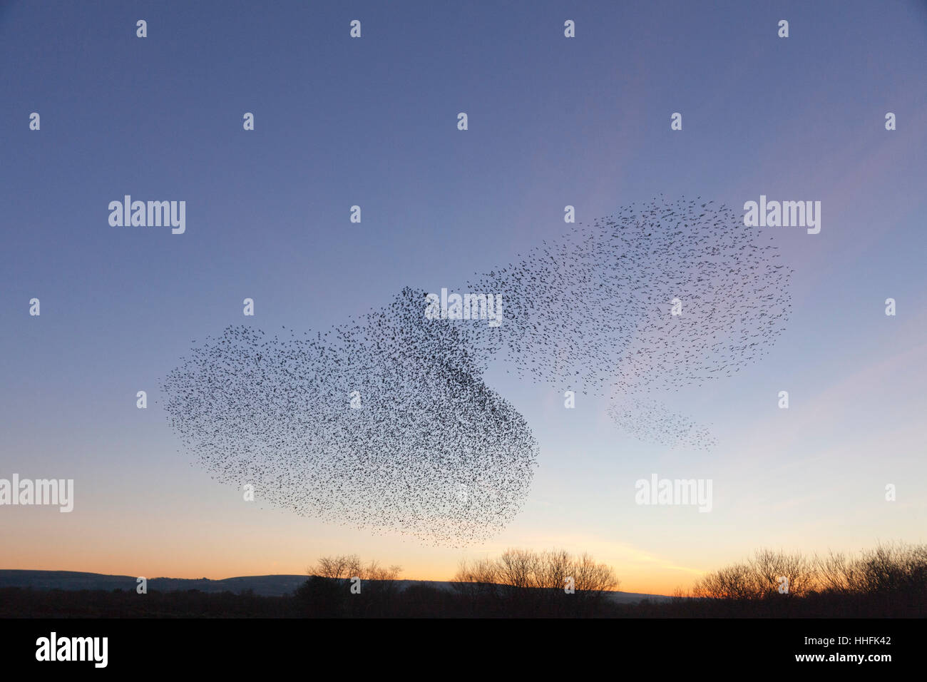 Studland, UK. 18th January 2017. Magnificent display of starlings above the heathland near the ferry terminal at Shell Bay. A crowd of onlookers and photographers of all ages came to watch the murmuration at sunset, before the birds settled down to roost in the reed beds. Credit: Eva Worobiec/Alamy Live News Stock Photo