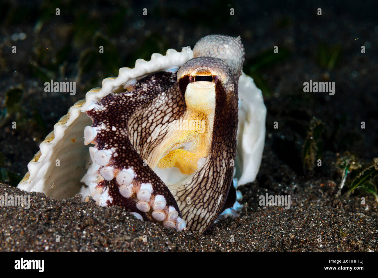 Cephalopod like hi-res stock photography and images - Alamy