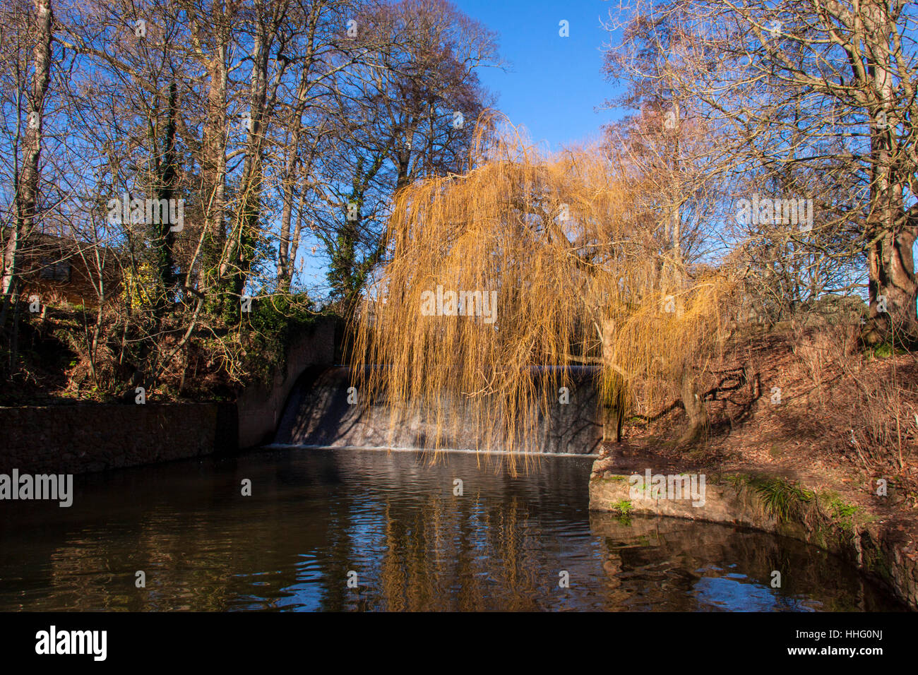 Sidmouth, Devon, UK. 19th Jan, 2017 After such a mild winter, the willow trees are already beginning to colour up ready for spring, as seen here on the River Sid at Sidmouth beside the town weir. Photo: Tony Charnock / Alamy Live News. Stock Photo