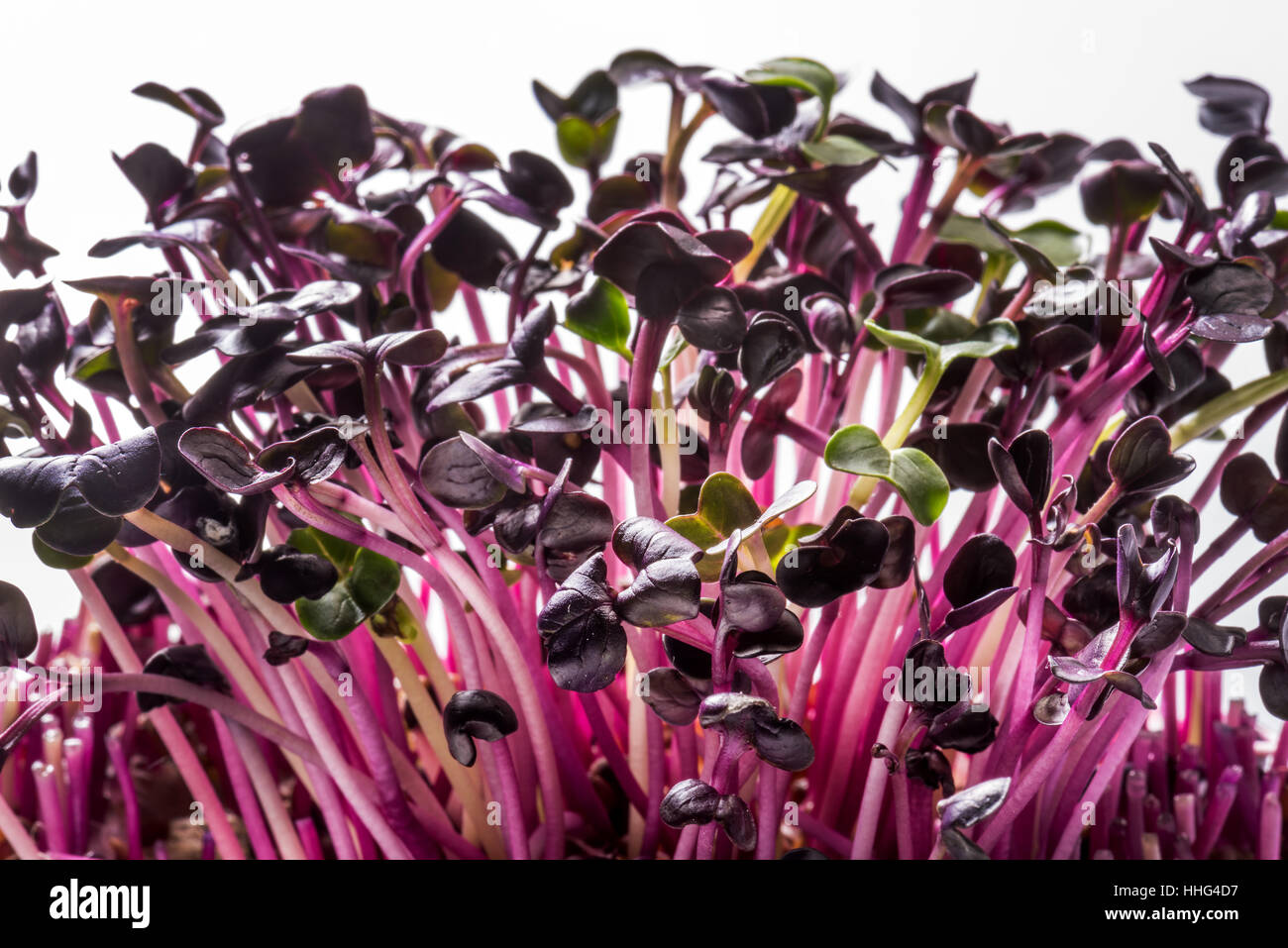 sprouts red radish fitness salad health Stock Photo