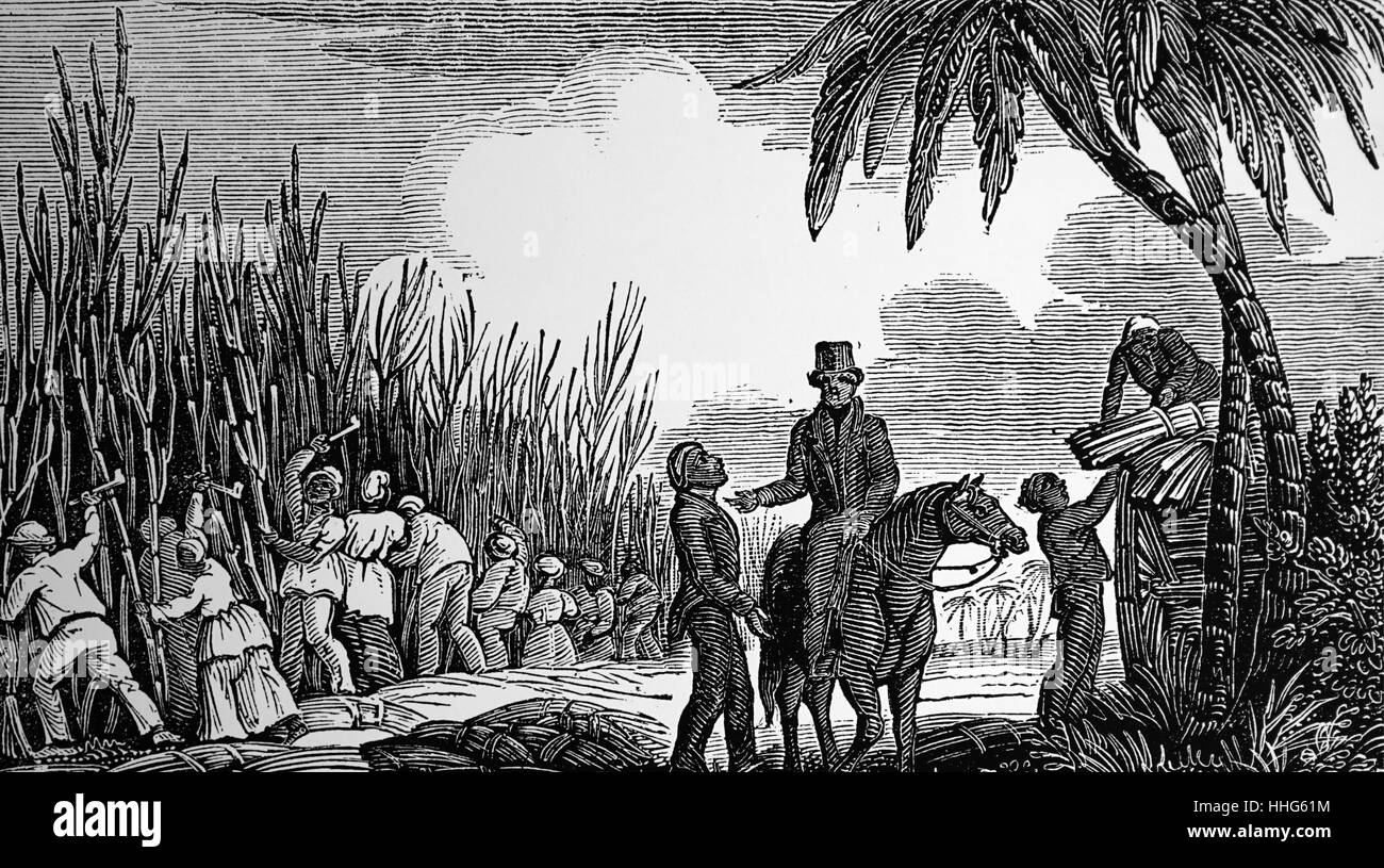 Cutting sugar cane in the West Indies, 1833. Stock Photo