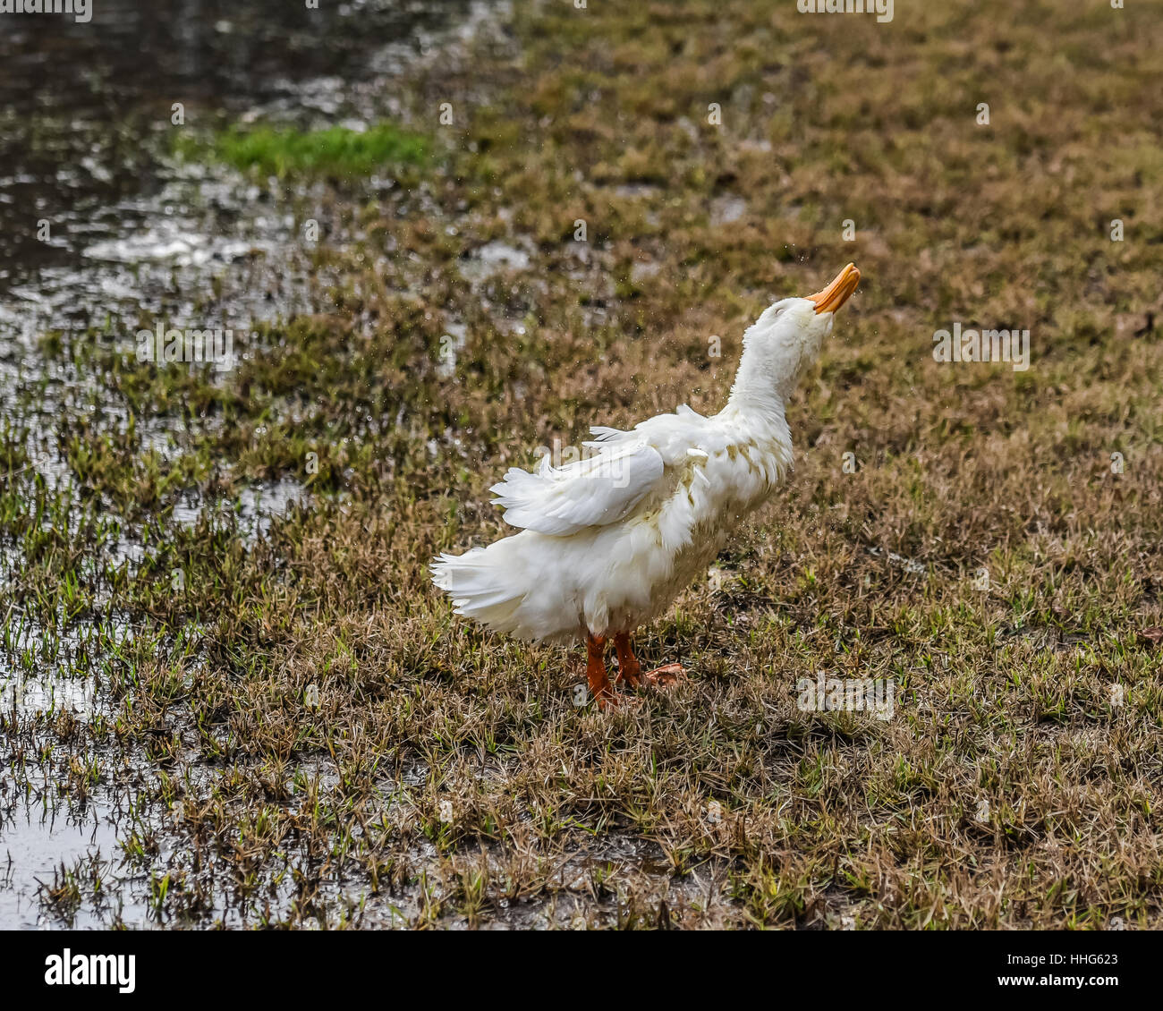 Shake it off Stock Photo - Alamy