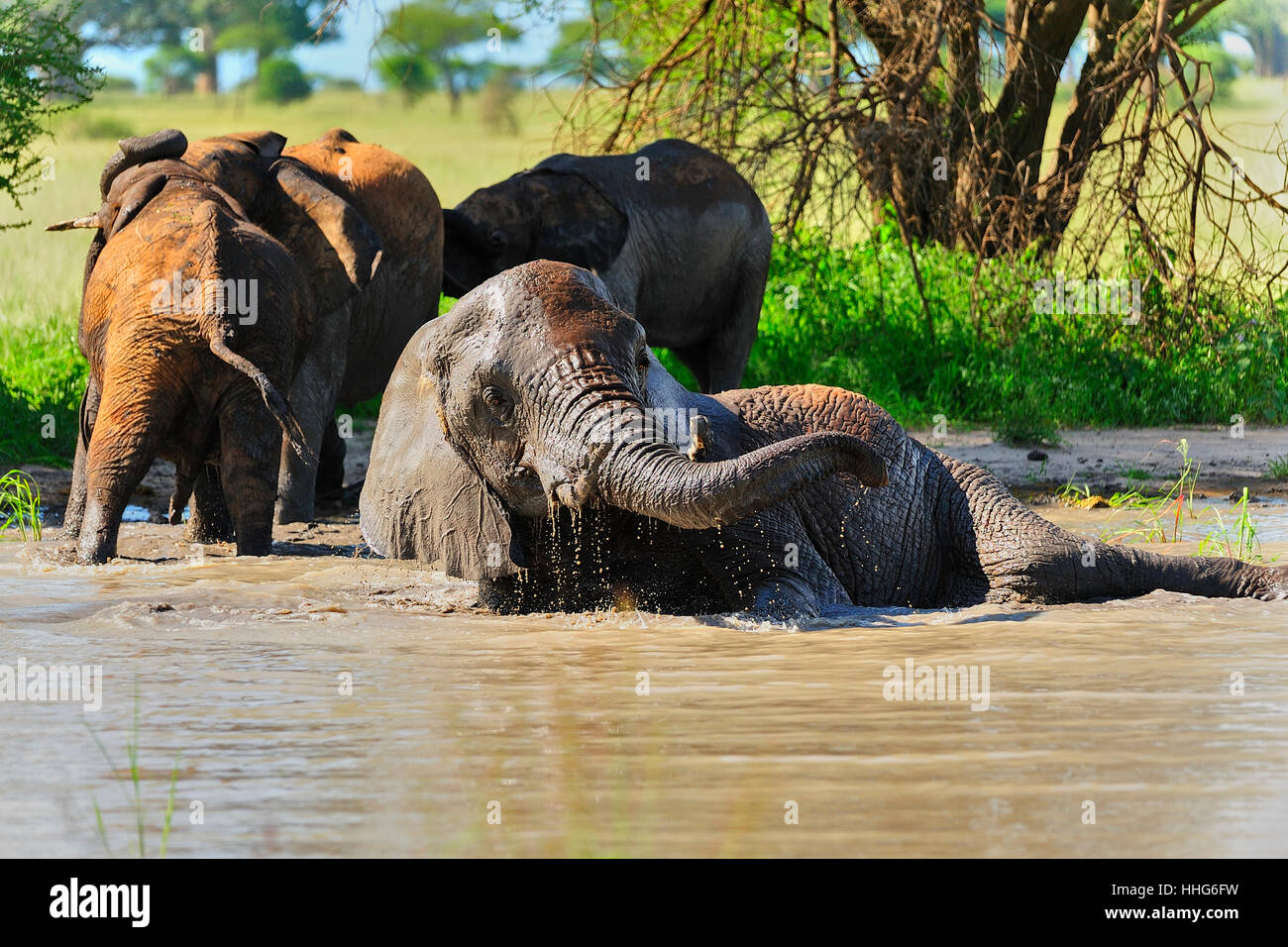 African elephant enjoying a muddy, cooling bath in a waterhole Stock ...