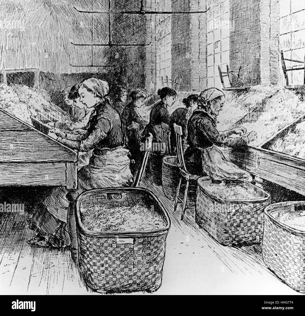 US silk production. Sorting silk cocoons 1885 Stock Photo