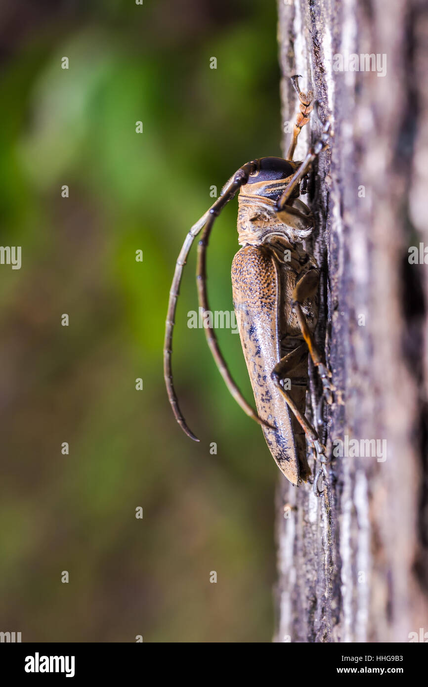 The Longhorn beetle on the big tree Stock Photo - Alamy