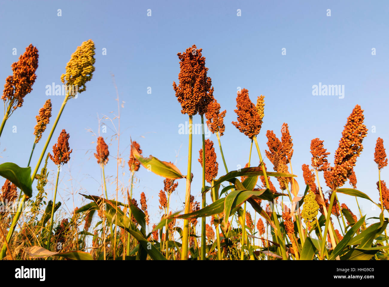 Staatz: millet field, Weinviertel, Niederösterreich, Lower Austria, Austria Stock Photo