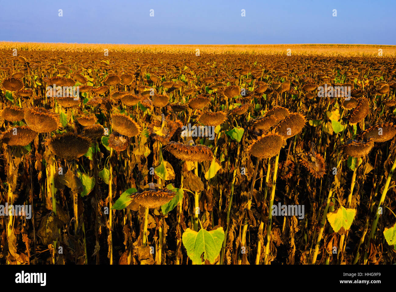 : Sunflower field faded, , Niederösterreich, Lower Austria, Austria Stock Photo