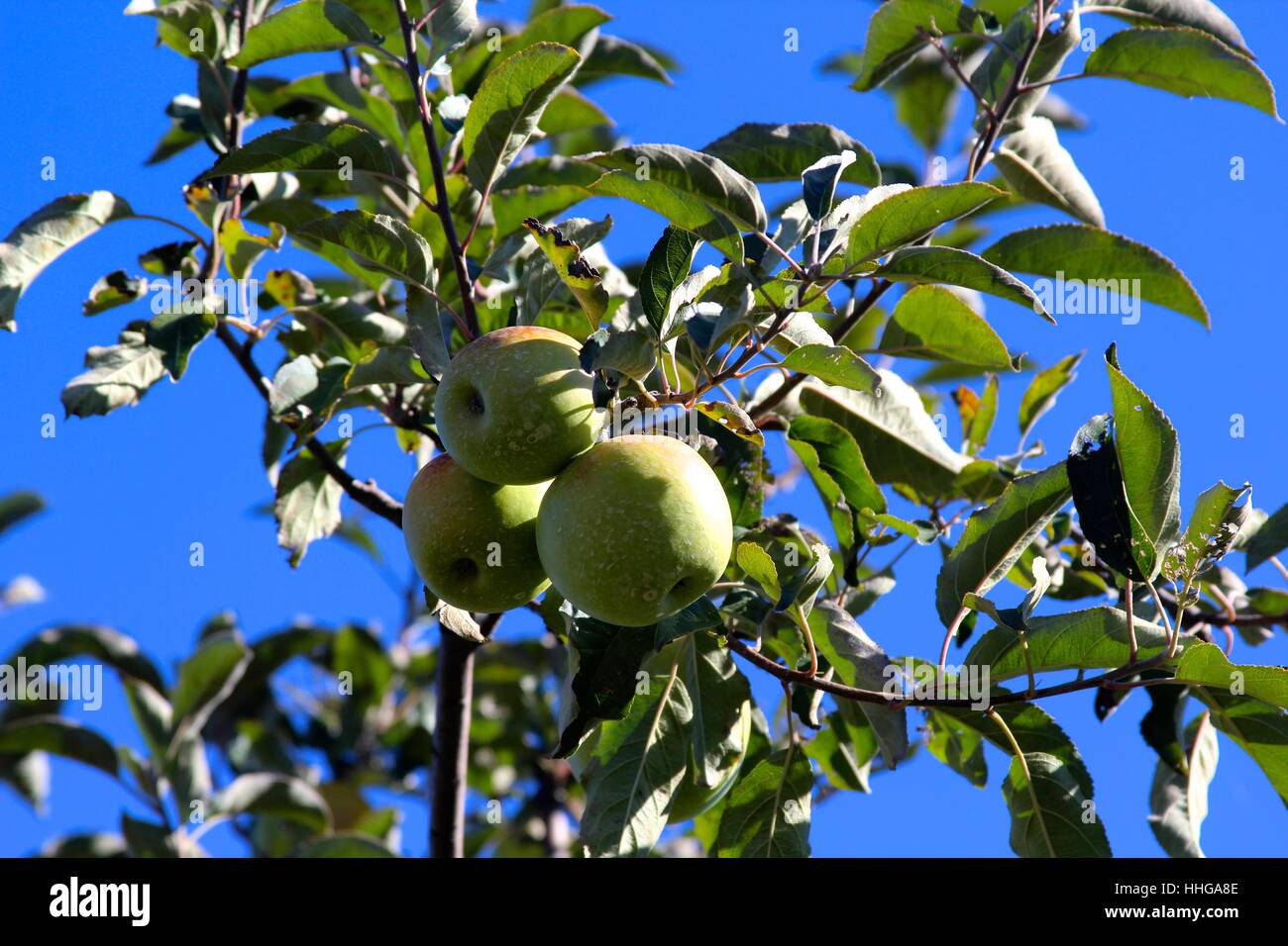 The green apples hanging in the apple tree Stock Photo - Alamy