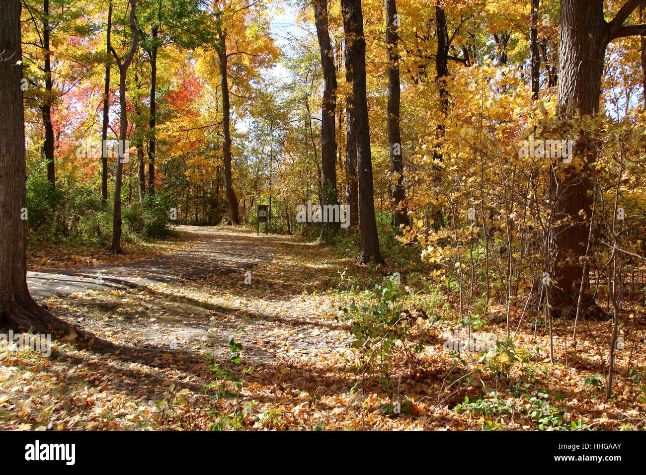 The autumn leaves on the trail in the park Stock Photo - Alamy