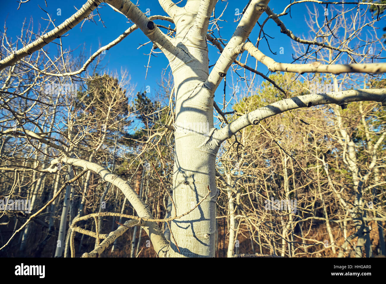 Color toned picture of a tree in forest. Stock Photo