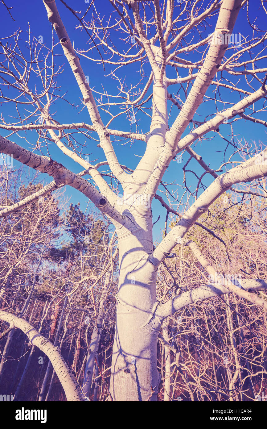 Color toned picture of a tree in forest. Stock Photo