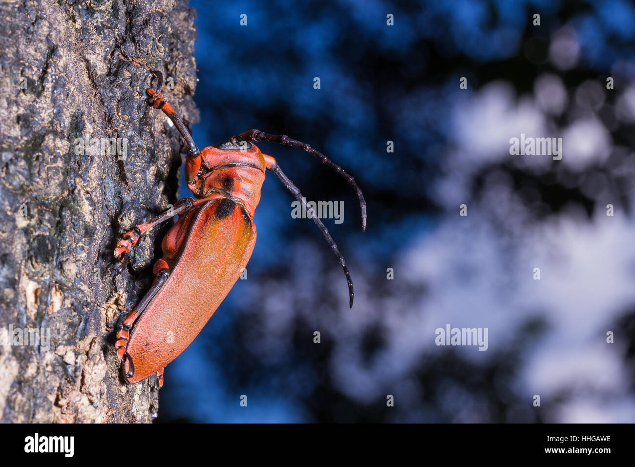 Longhorn beetle tree hi-res stock photography and images - Alamy