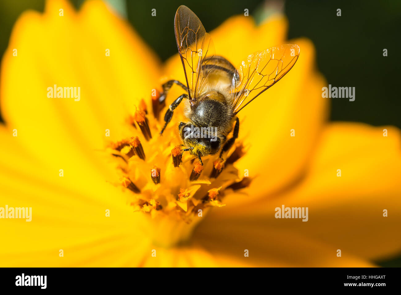 Bee eating, sucking the Yellow Cosmos's syrup in the garden Stock Photo