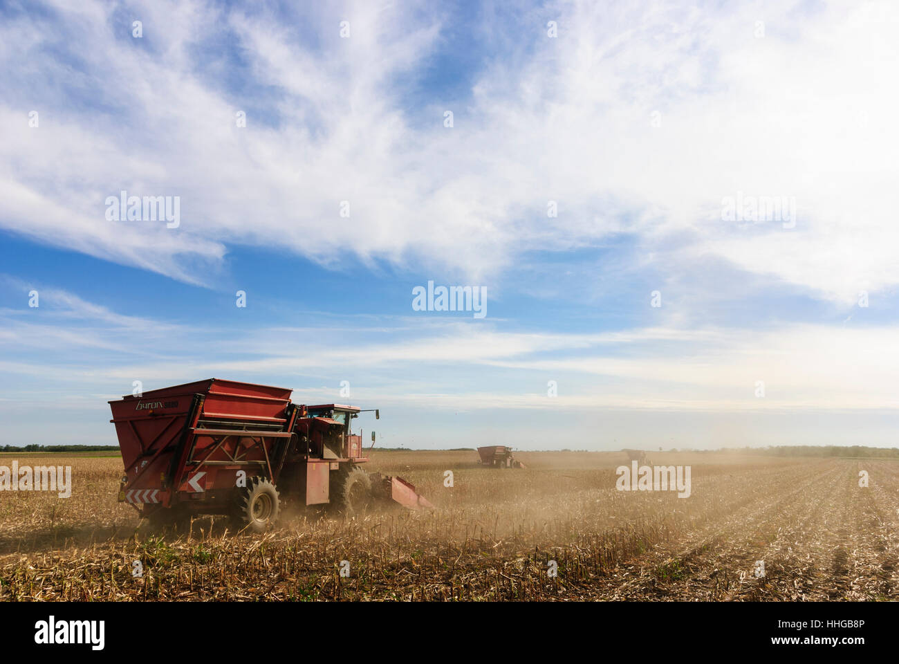 Corn harvested harvester, Burgenland, Austria Stock Photo