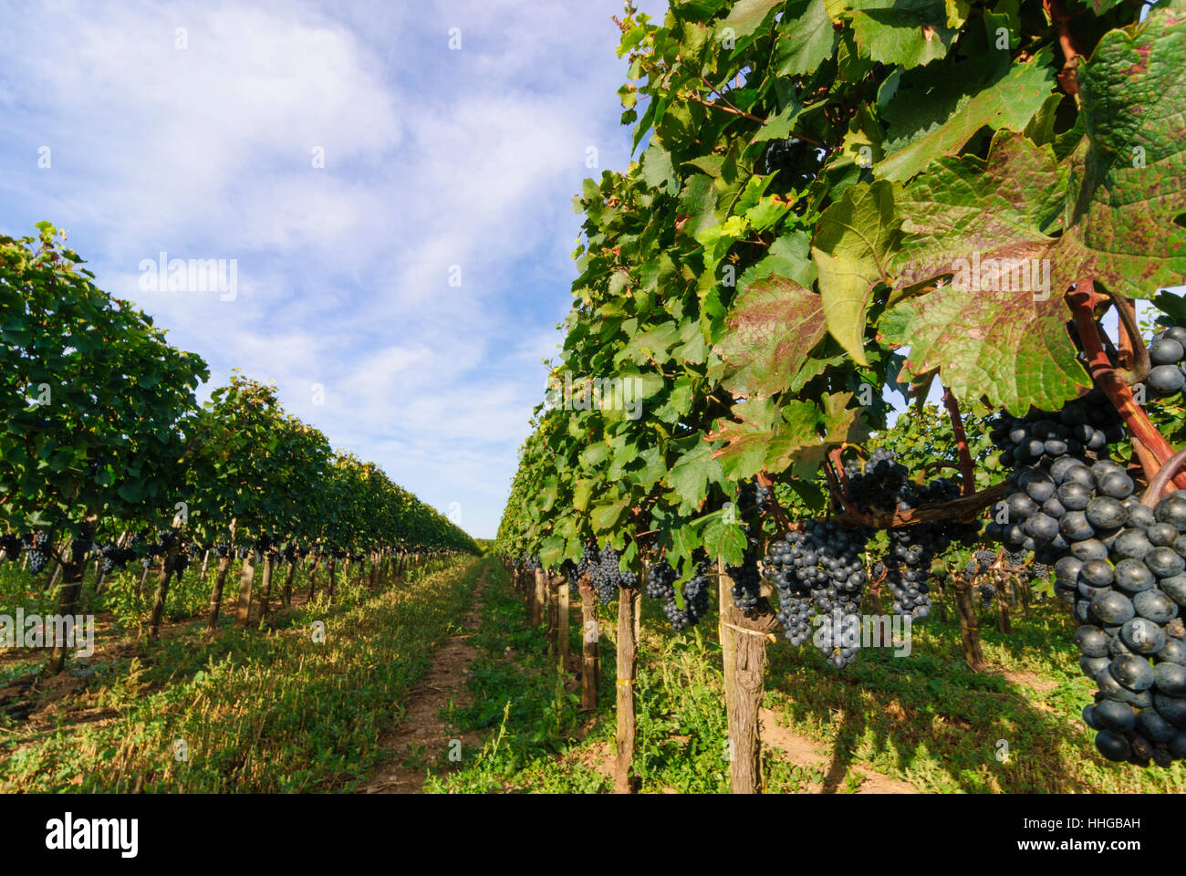 Mönchhof: vineyard vineyards, Neusiedler See (Lake Neusiedl), Burgenland, Austria Stock Photo