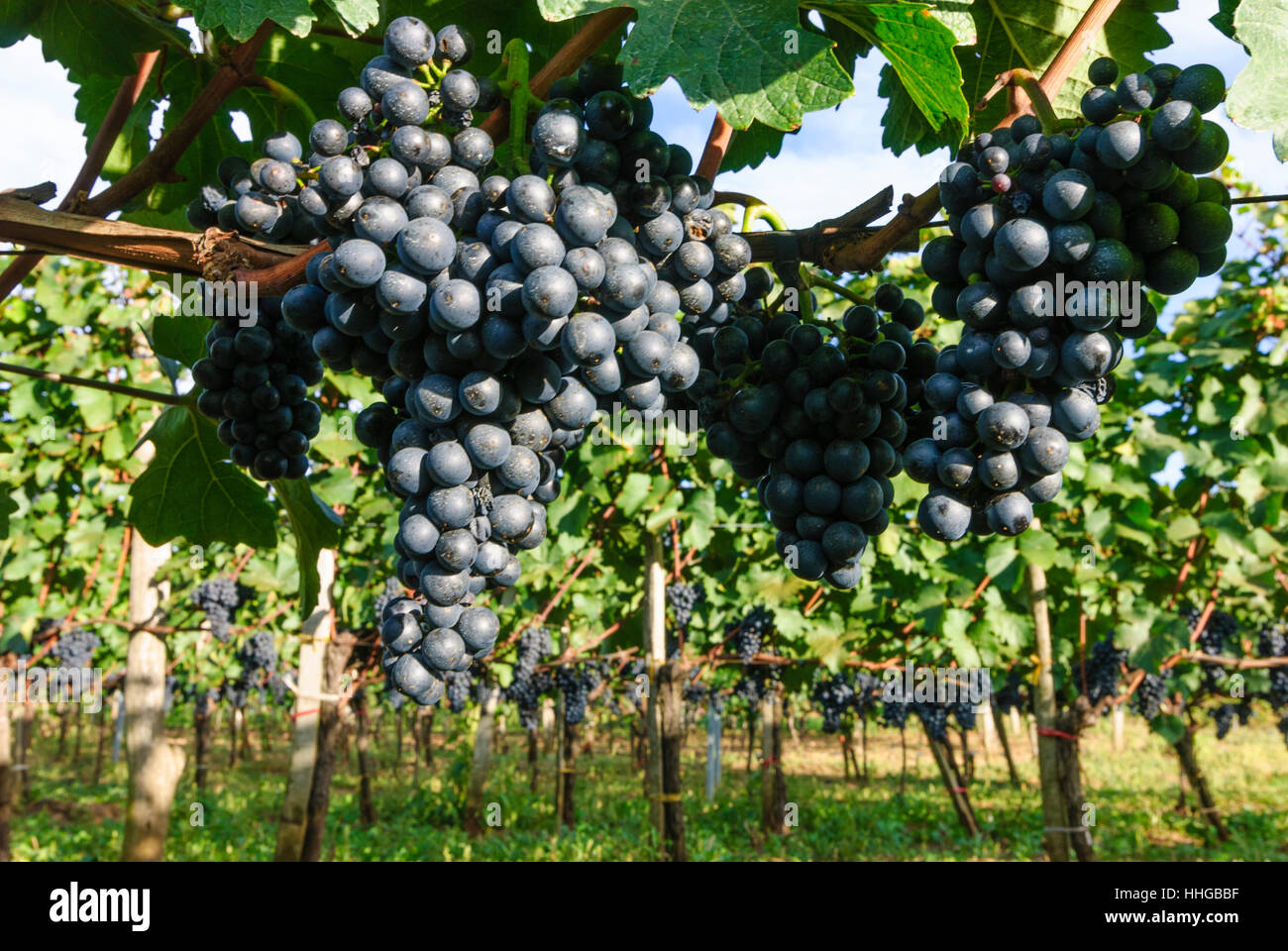 Mönchhof: vineyard vineyards, Neusiedler See (Lake Neusiedl), Burgenland, Austria Stock Photo