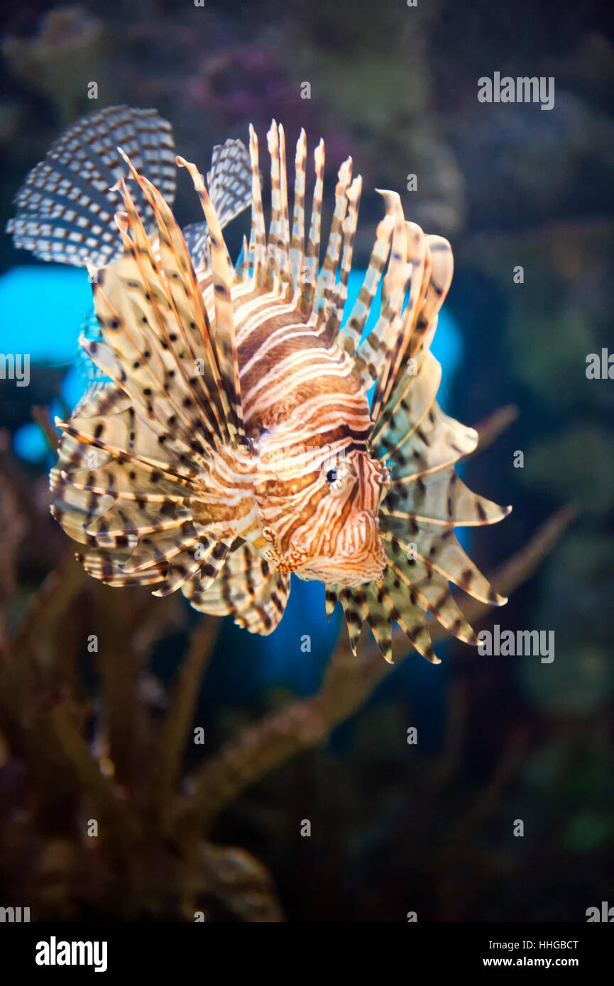 Red Lionfish / scorpionfish (Pterois volitans) in a well lit aquarium. Stock Photo