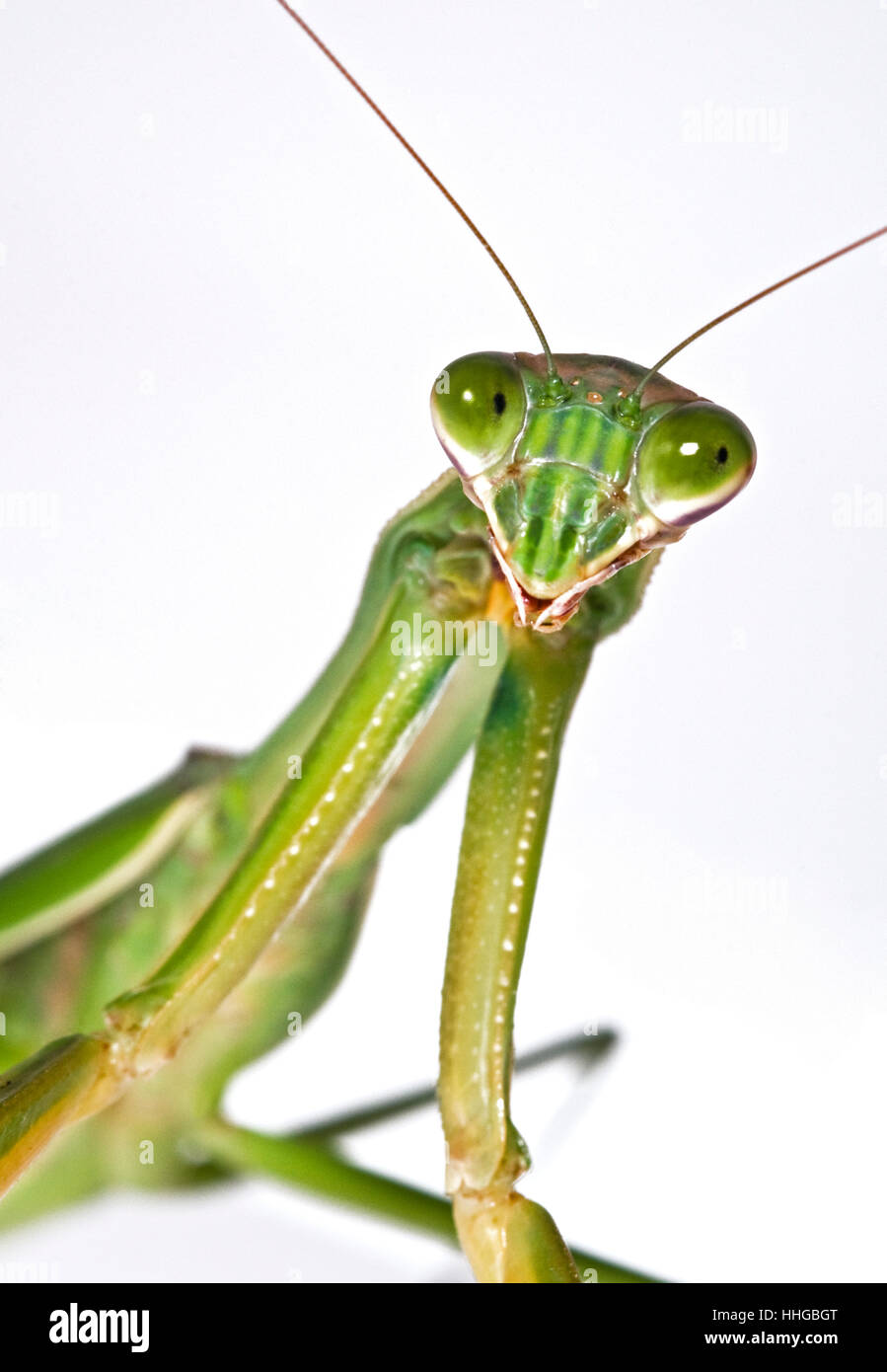 'Mantis religiosa' Praying Mantis insect portrait close-up macro Stock Photo