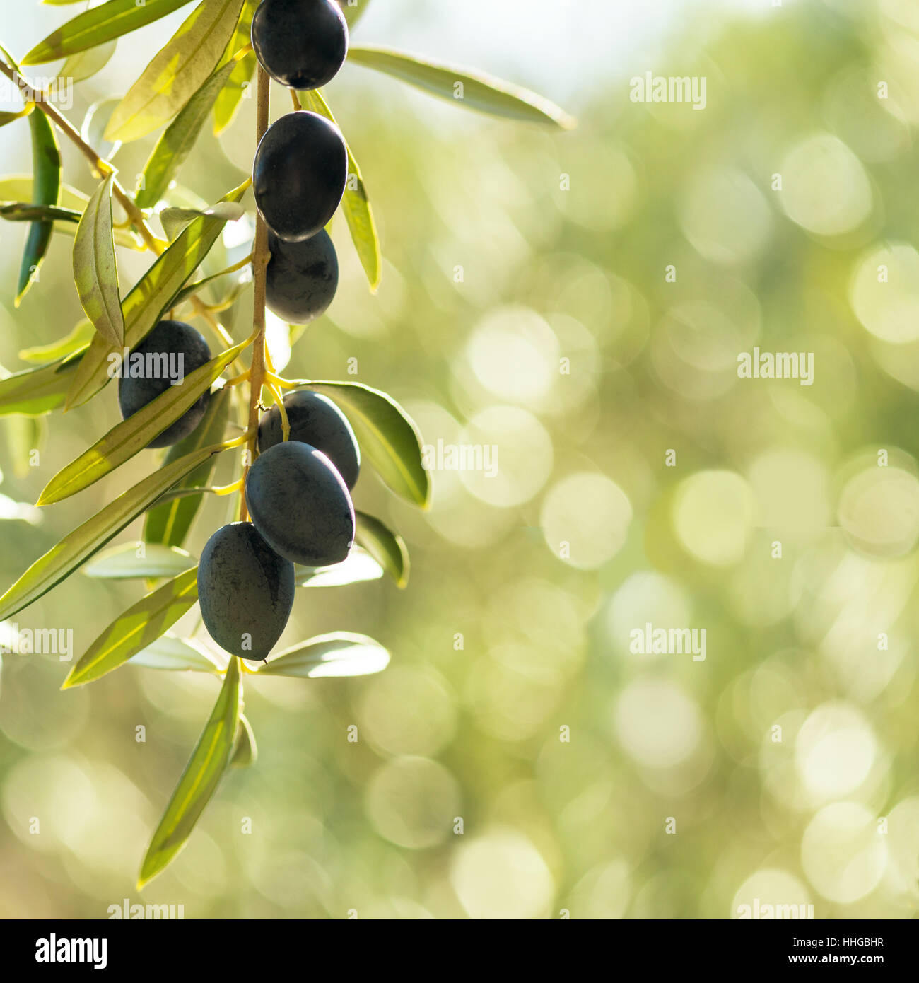 square image Mediterranean olives, with negative space of a green bokeh background in late summer sun. Room for text or copy space Stock Photo