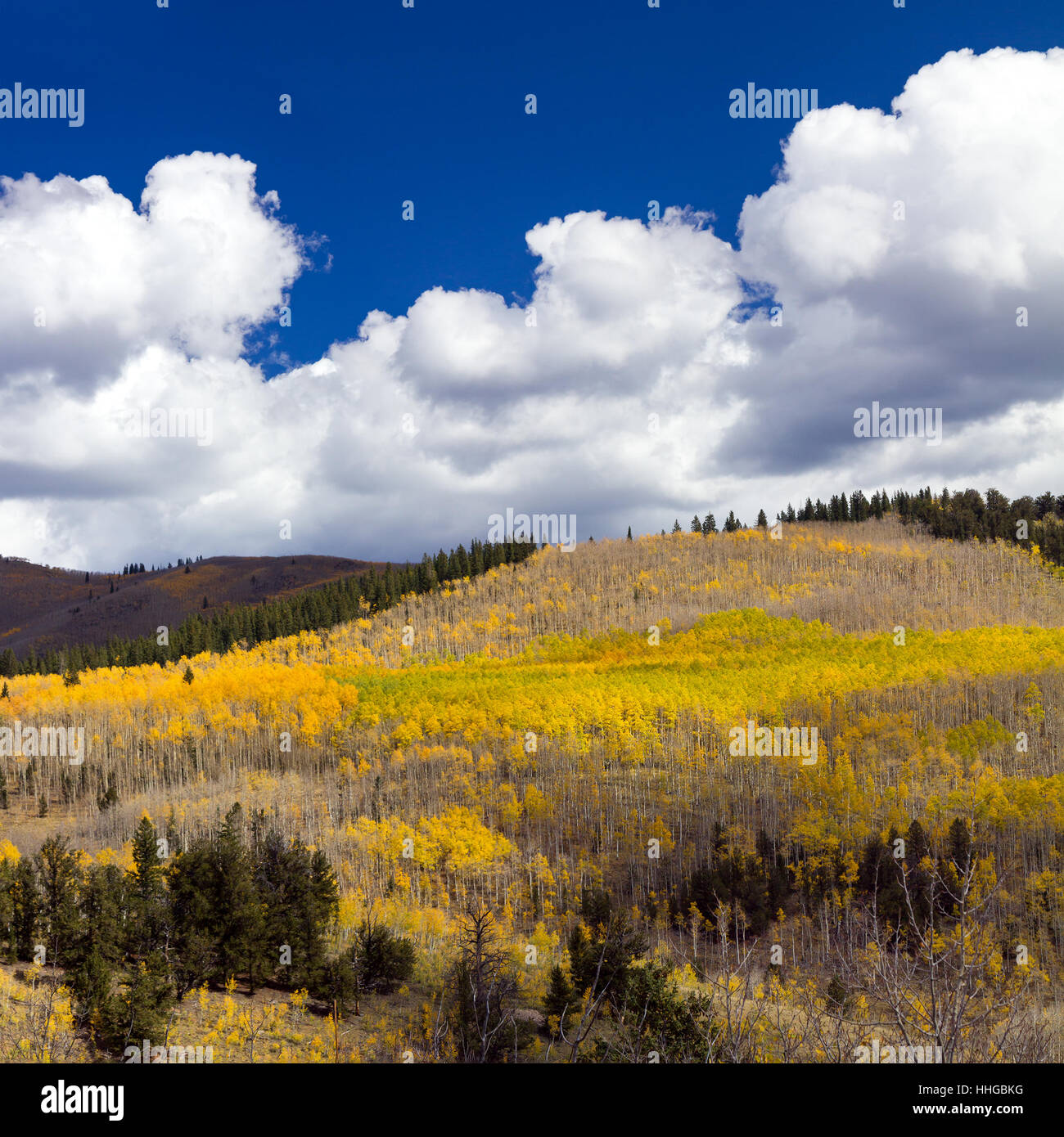 Huge forest of golden fall aspen trees on Kenosha Pass in the Colorado Rocky Mountains Stock Photo